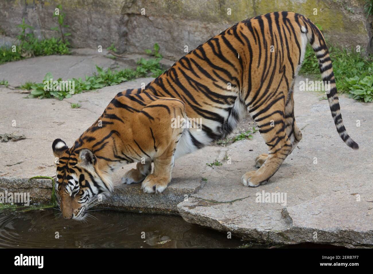 Sumatran Tiger (Panthera tigris sumatrae) en Tierpark Berlín, Alemania. Foto de stock