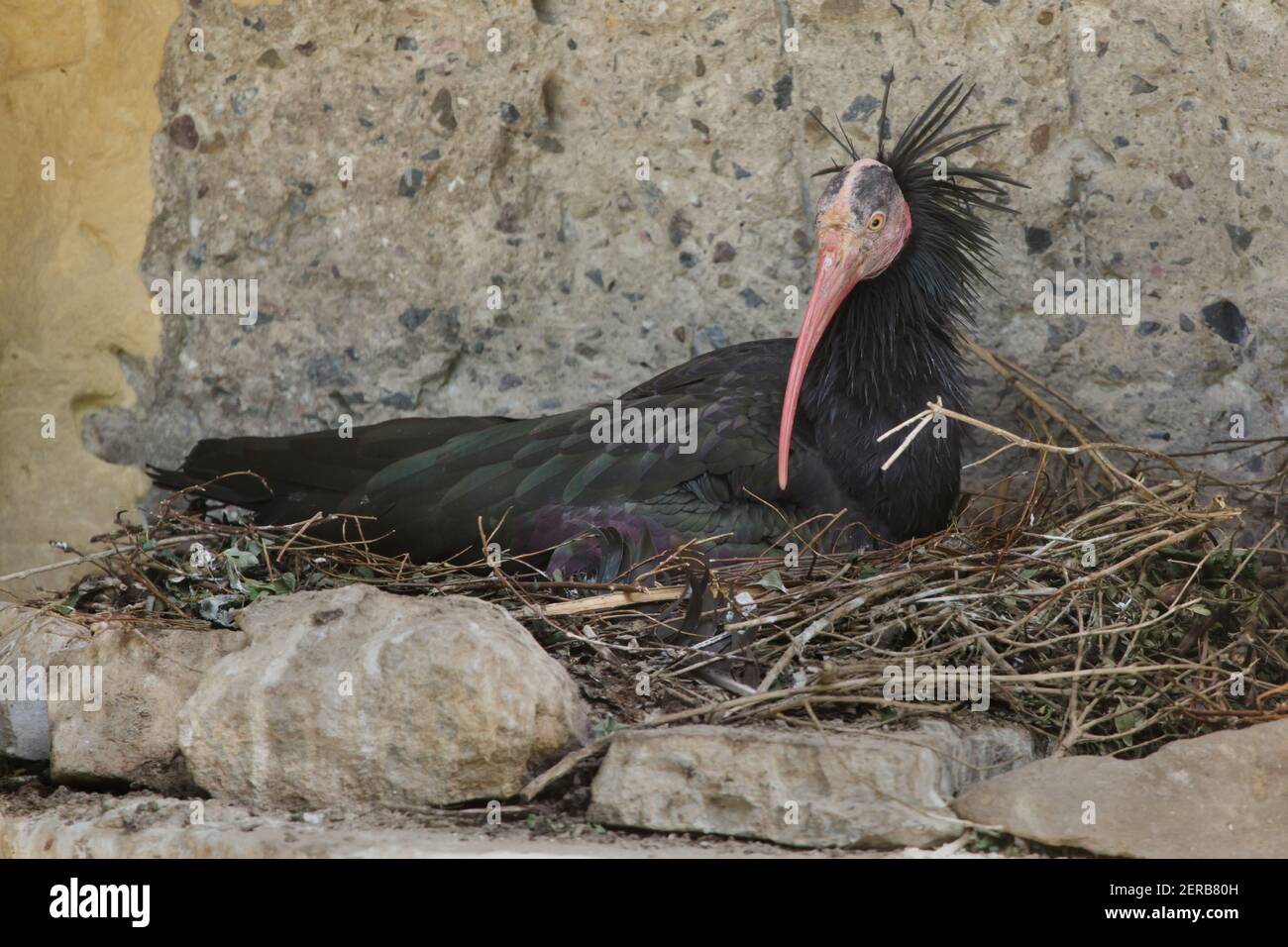 El ibis calvo del norte (Geronticus eremita), también conocido como el ibis eremita. Foto de stock