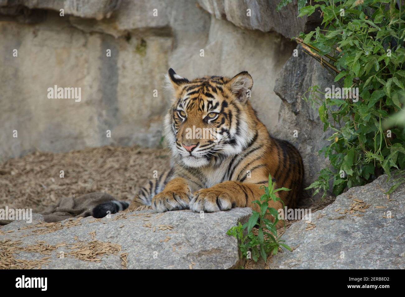 Sumatran tiger cub (Panthera tigris sumatrae) en Tierpark Berlín, Alemania. Foto de stock