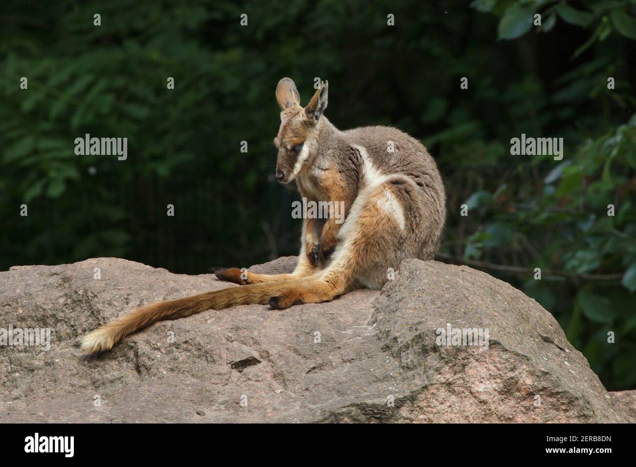 Wallaby de patas amarillas (Petrogale xanthopus xanthopus). Foto de stock