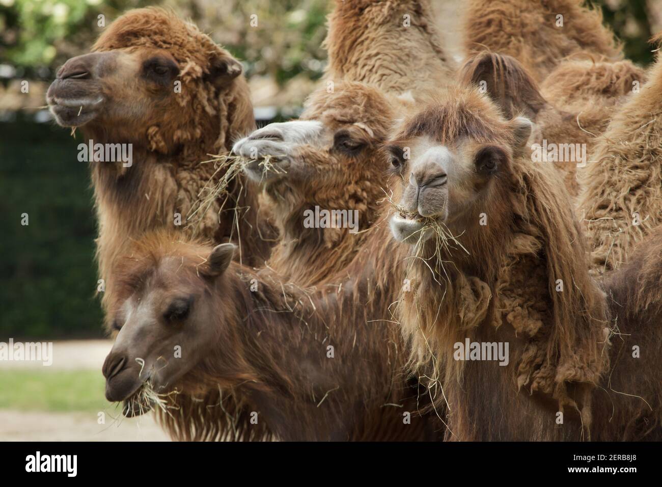 Camellos bactrianos (Camelus bactrianus). Animales domesticados. Foto de stock