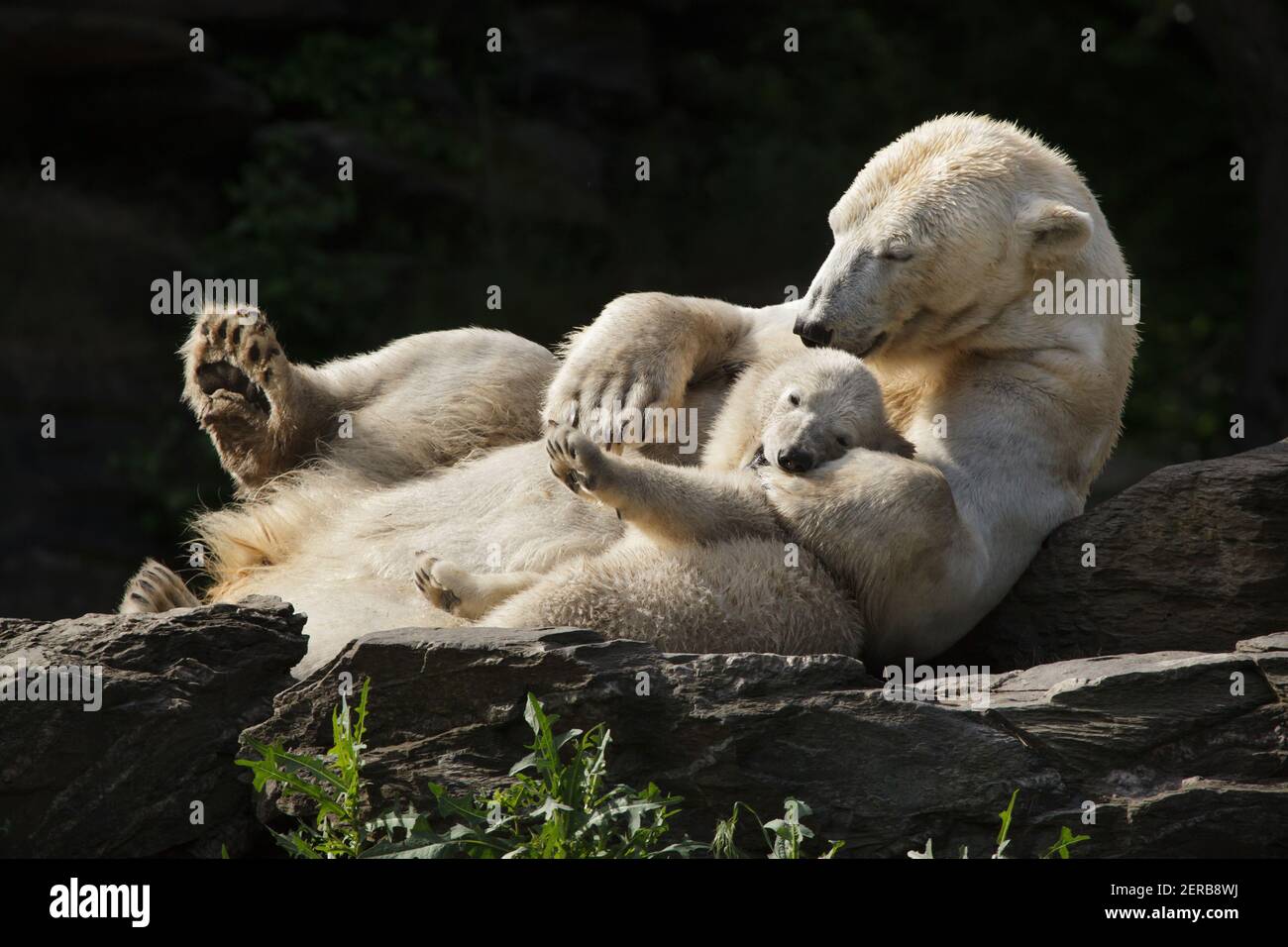 Oso polar (Ursus maritimus) con su cachorro en Tierpark Berlín, Alemania. Mujer oso polar Hertha nació el 1 de diciembre de 2018 de su madre Tonja y su padre Wolodja. Foto de stock