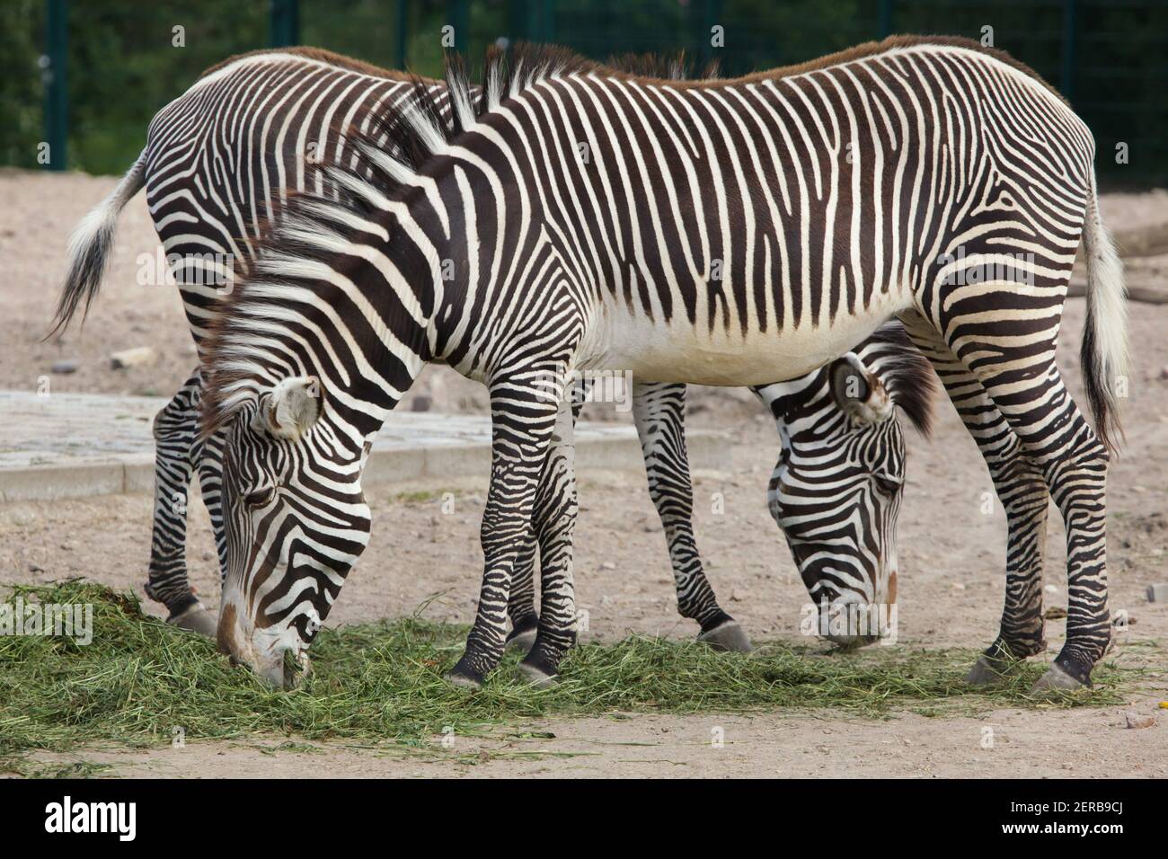 La Cebra de Grevy (Equus grevyi), también conocido como el imperial zebra. Foto de stock