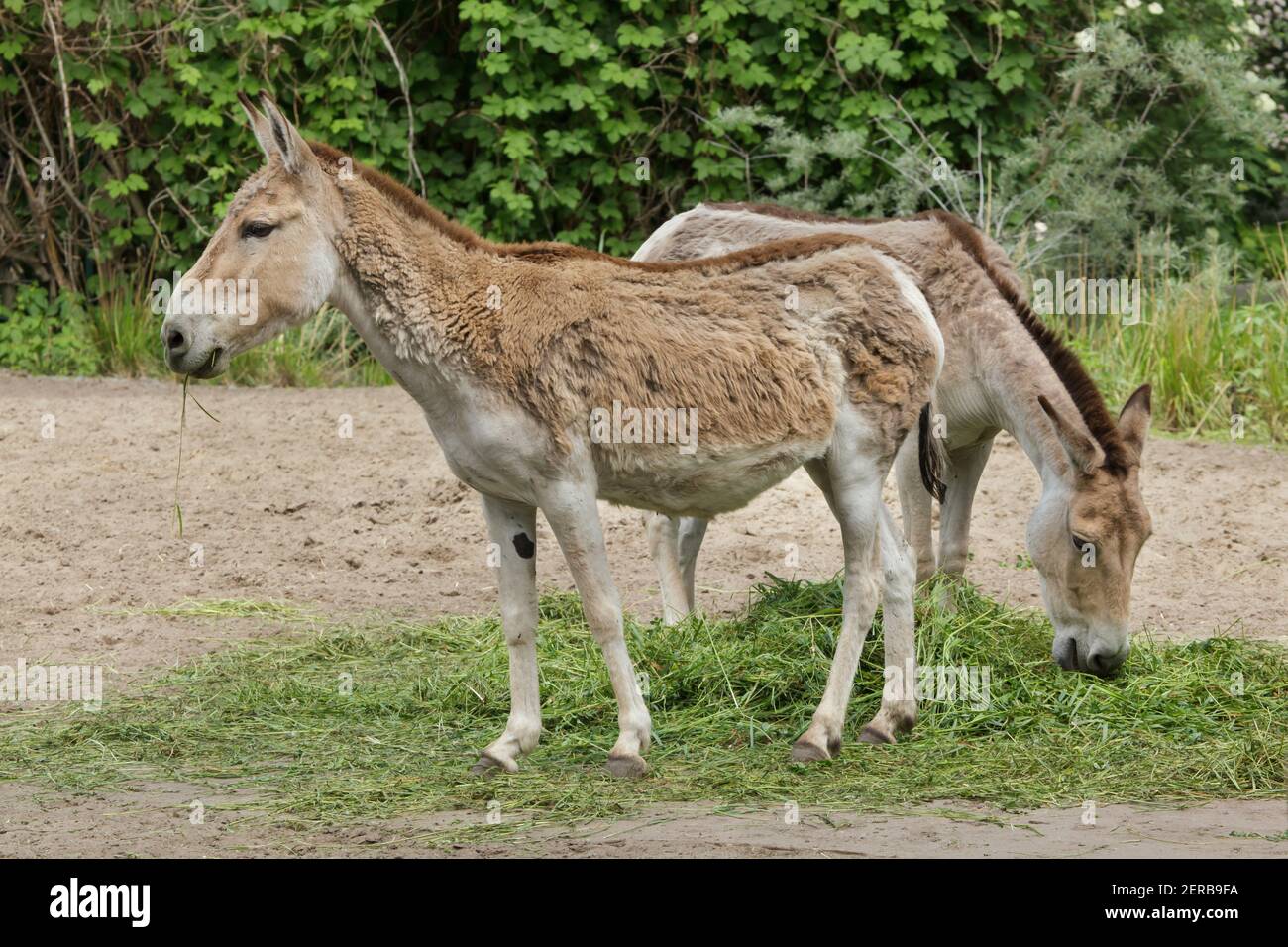 turcomano kulan (Equus hemionus kulan), también conocido como el salvaje de Transcaspian. Foto de stock