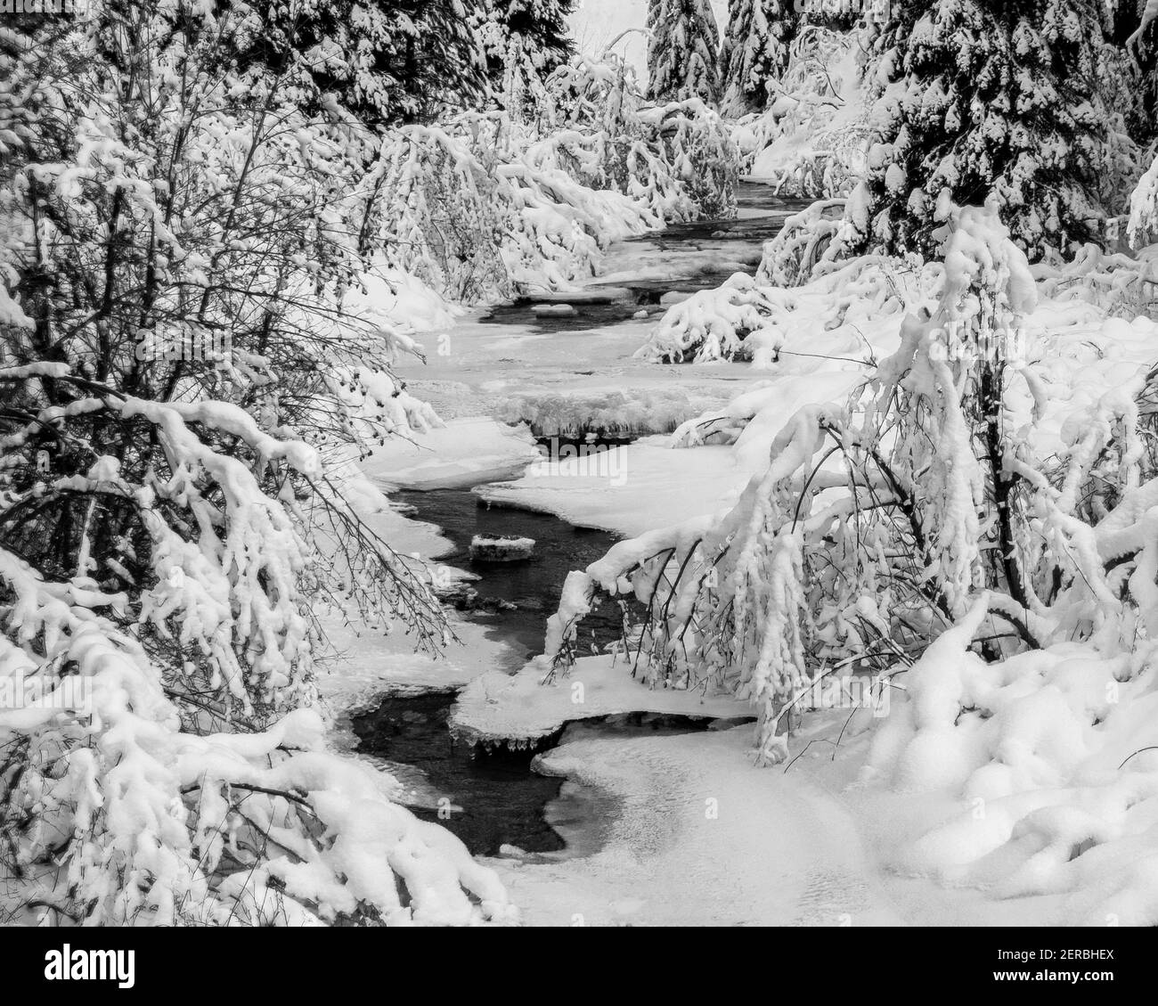 Las nevadas frescas cubren el hielo y la vegetación a lo largo de Mores Creek al norte de Idaho City, Idaho. Foto de stock