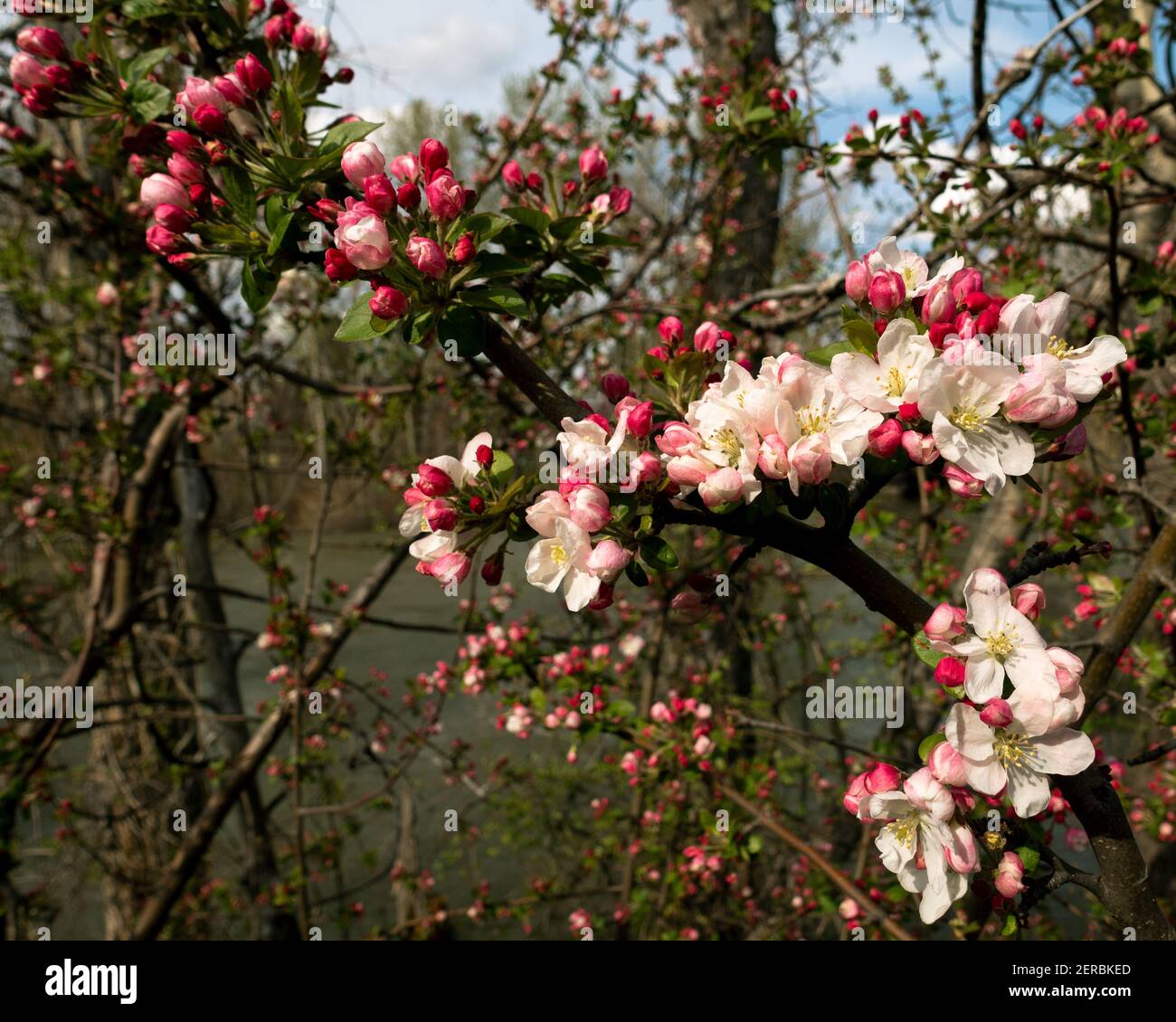 Rosas salvajes que se divierten sus bloosms primaverales a lo largo del río Boise Foto de stock