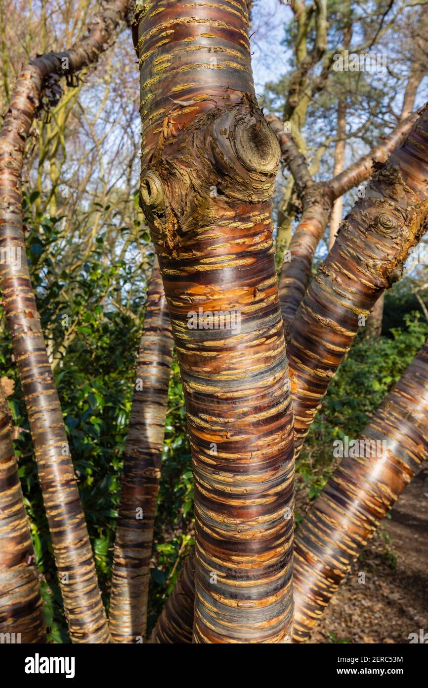 Prunus himalaica (cerezo del Himalaya) con su característica corteza estampada creciendo en RHS Garden, Wisley, Surrey, sureste de Inglaterra en invierno Foto de stock