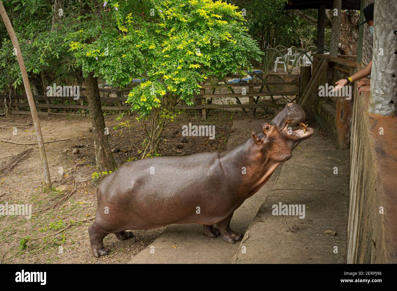 Puerto Triunfo, Colombia. 18 de febrero de 2021. La señora Hippo Vanessa,  la única hipopótamo que tiene un estanque domesticado en la 'Hacienda  Nápolos', se acerca a los turistas. Los hipopótamos, que