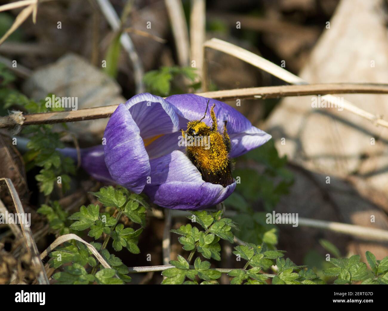 Una Bumble-Bee recoge polen de crúcus de floración temprana. La nueva reina de las estaciones Bumble-Bees emergen temprano cuando las primeras flores de primavera comienzan a florecer. Foto de stock