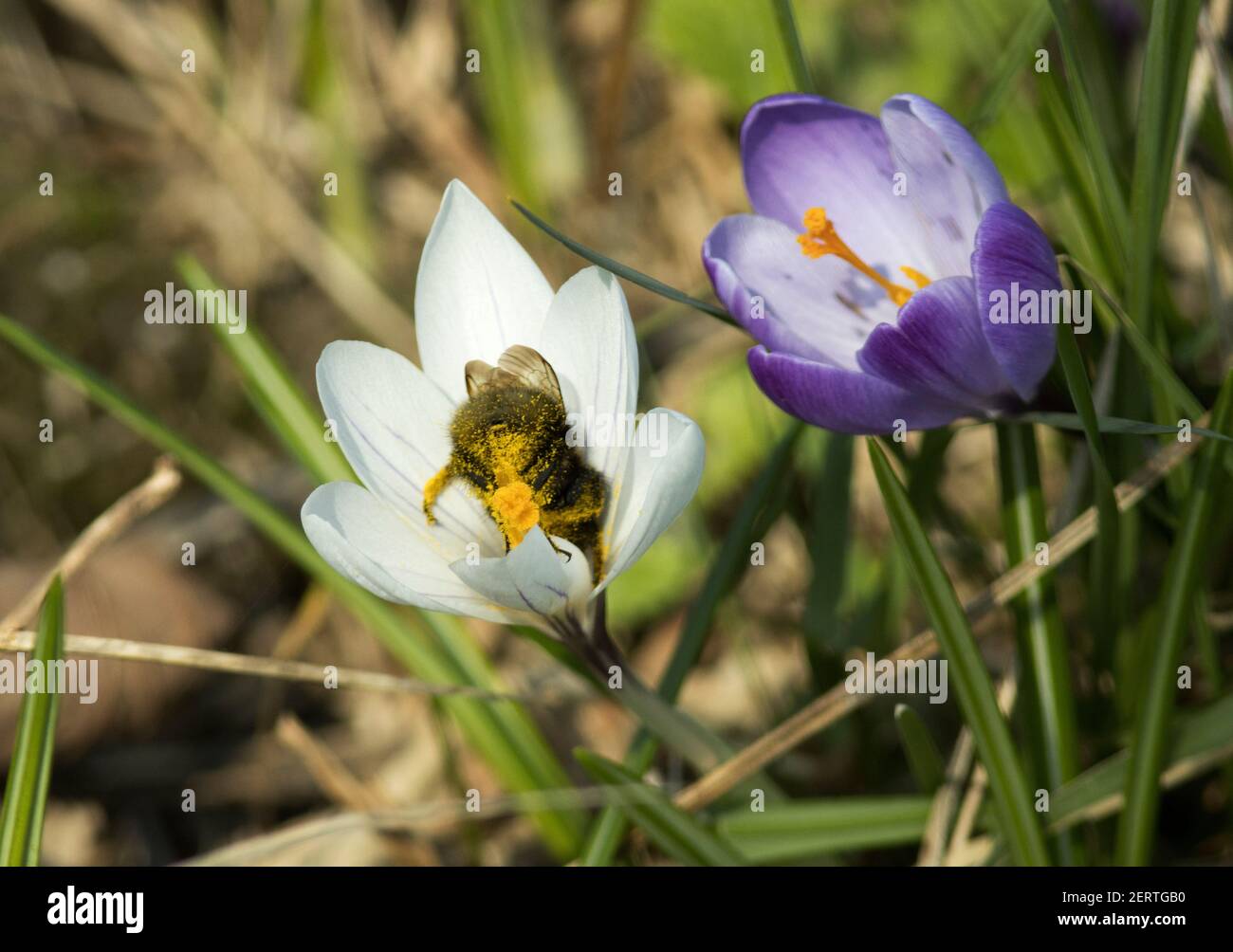 Una Bumble-Bee recoge polen de crúcus de floración temprana. La nueva reina de las estaciones Bumble-Bees emergen temprano cuando las primeras flores de primavera comienzan a florecer. Foto de stock