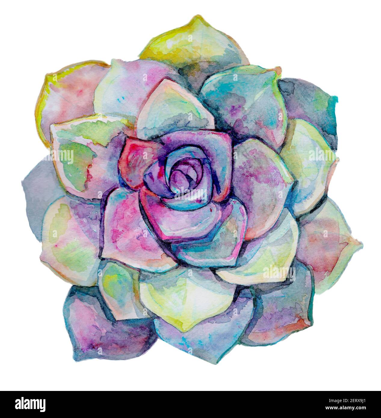 dibujo acuarela de piedra suculenta rosa planta suculenta dibujo digital.  gráficos para el diseño de banner, postal de vacaciones, impresión,  decoración Fotografía de stock - Alamy