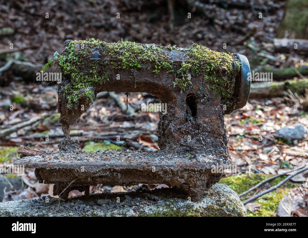 Un musgo oxidado abandonado cubrió la vieja máquina de coser basura dejada afuera en un bosque Foto de stock