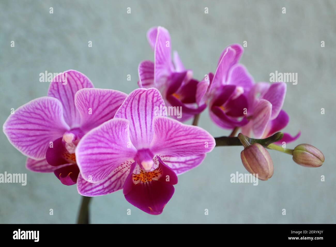 Mini orquídea púrpura con delicados pétalos , brotes y patrones pétalo , púrpura orquídea macro, cabeza de flor, belleza en la naturaleza, flor exótica, foto macro Foto de stock