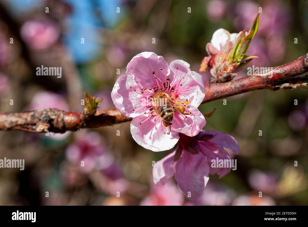 Recolección de polen de abejas (Apis mellifera carnica), flor de melocotón. Foto de stock