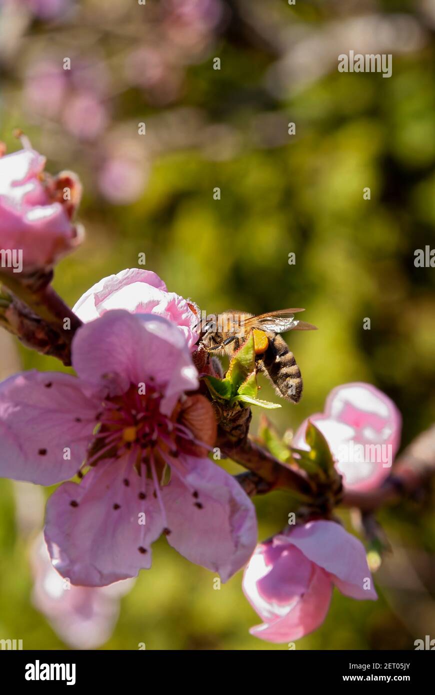 Abeja en un huerto de melocotón (Apis mellifera carnica). Foto de stock