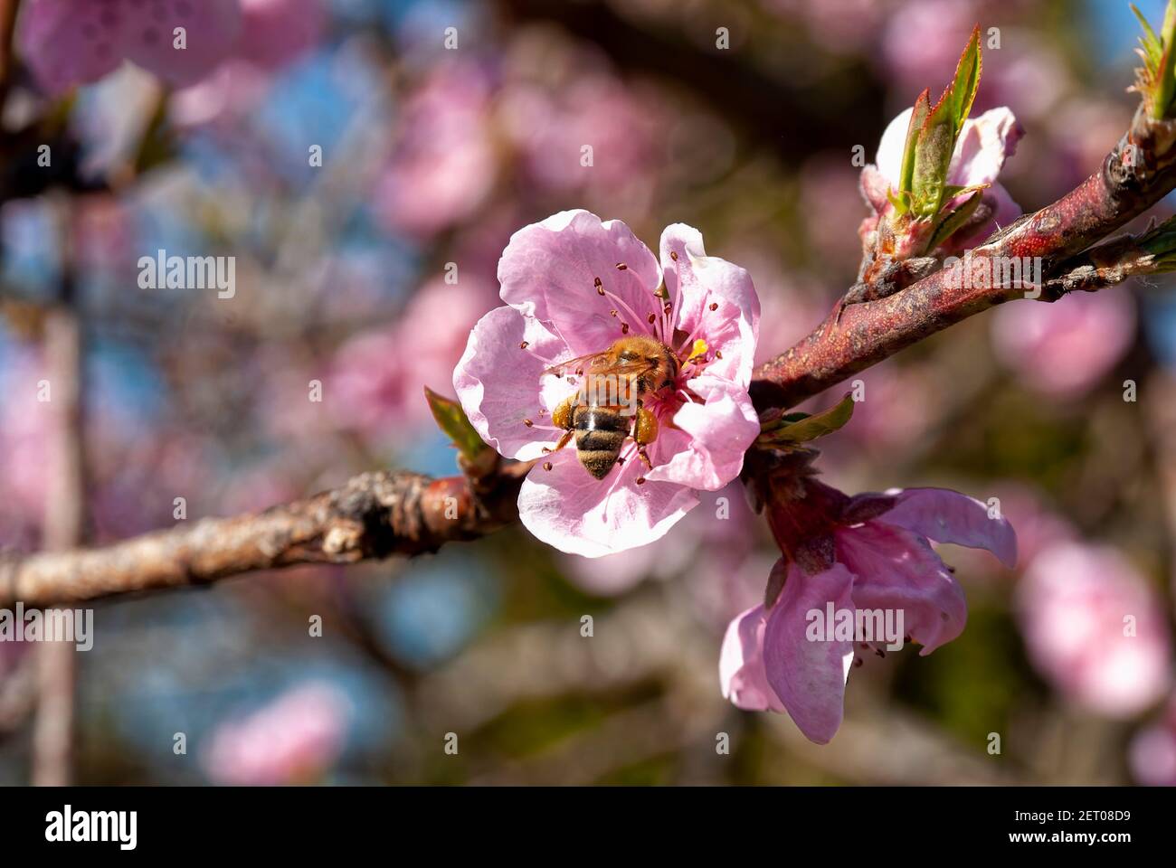 Abeja de miel Carniolan en funcionamiento (Apis mellifera carnica), flor de melocotón. Foto de stock