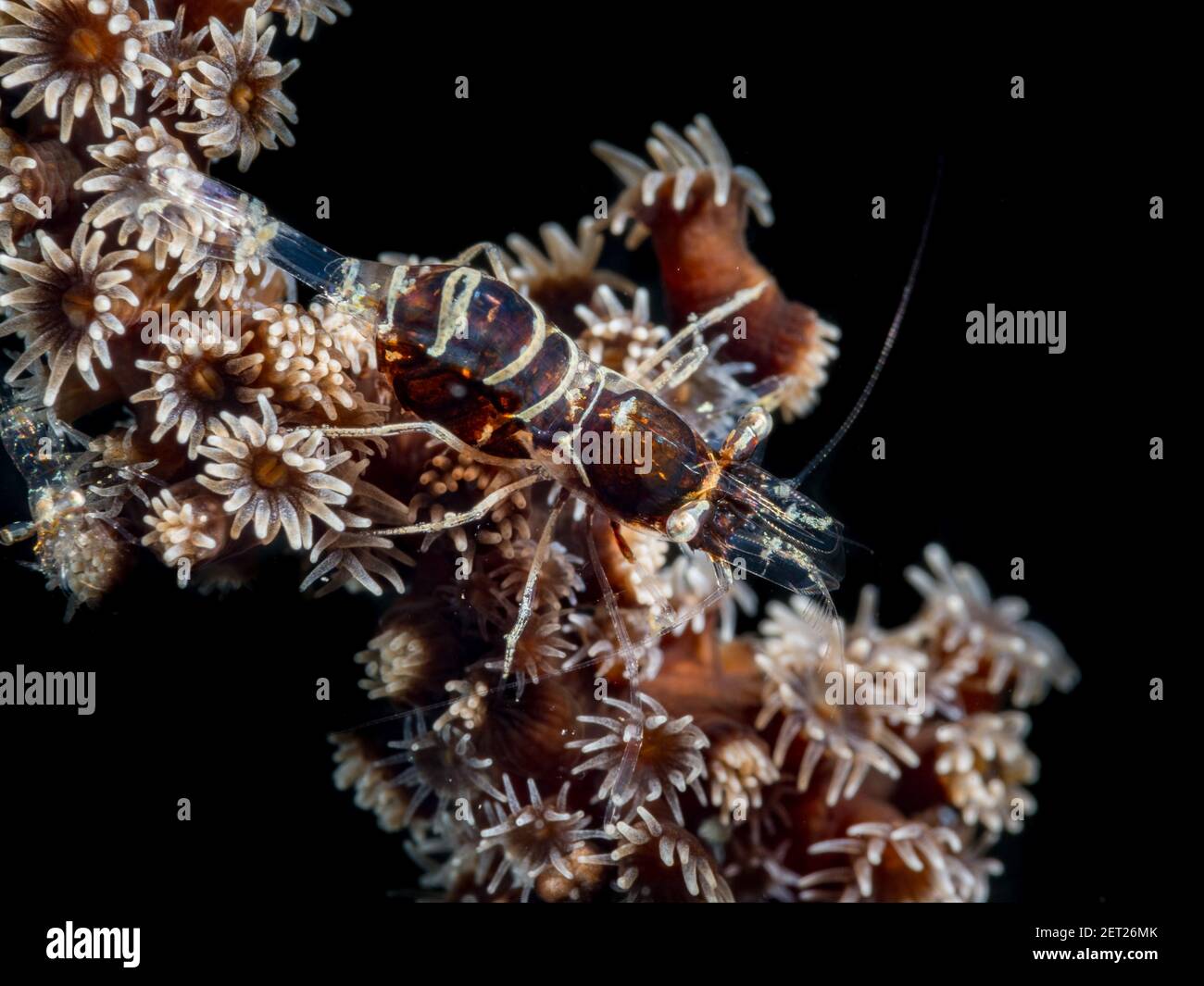 Primer plano de un camarón en un arrecife de coral, Manado, Sulawesi del Norte, Indonesia Foto de stock