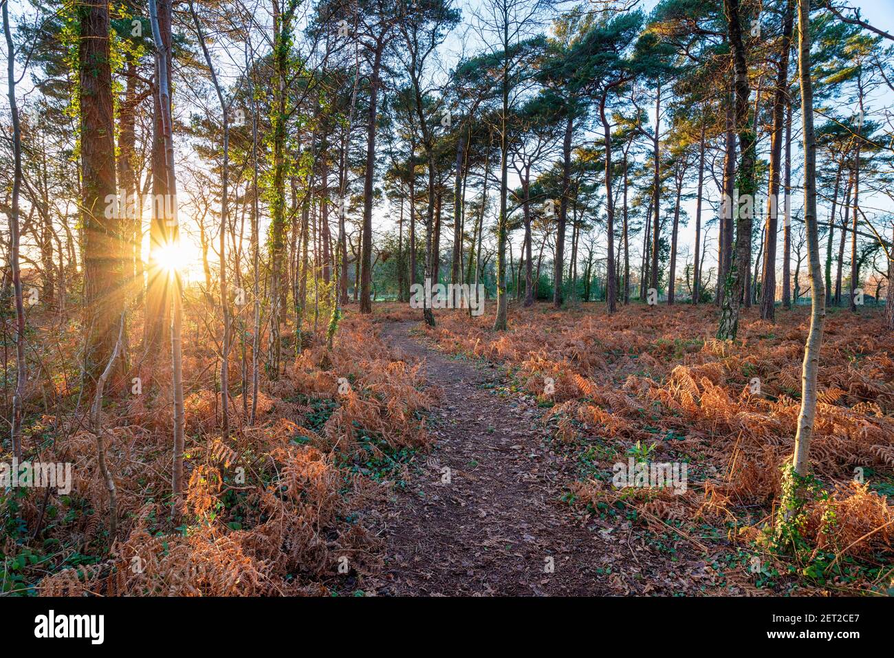 Puesta de sol en el bosque en Holme Lane cerca de Wareham en Dorset Foto de stock