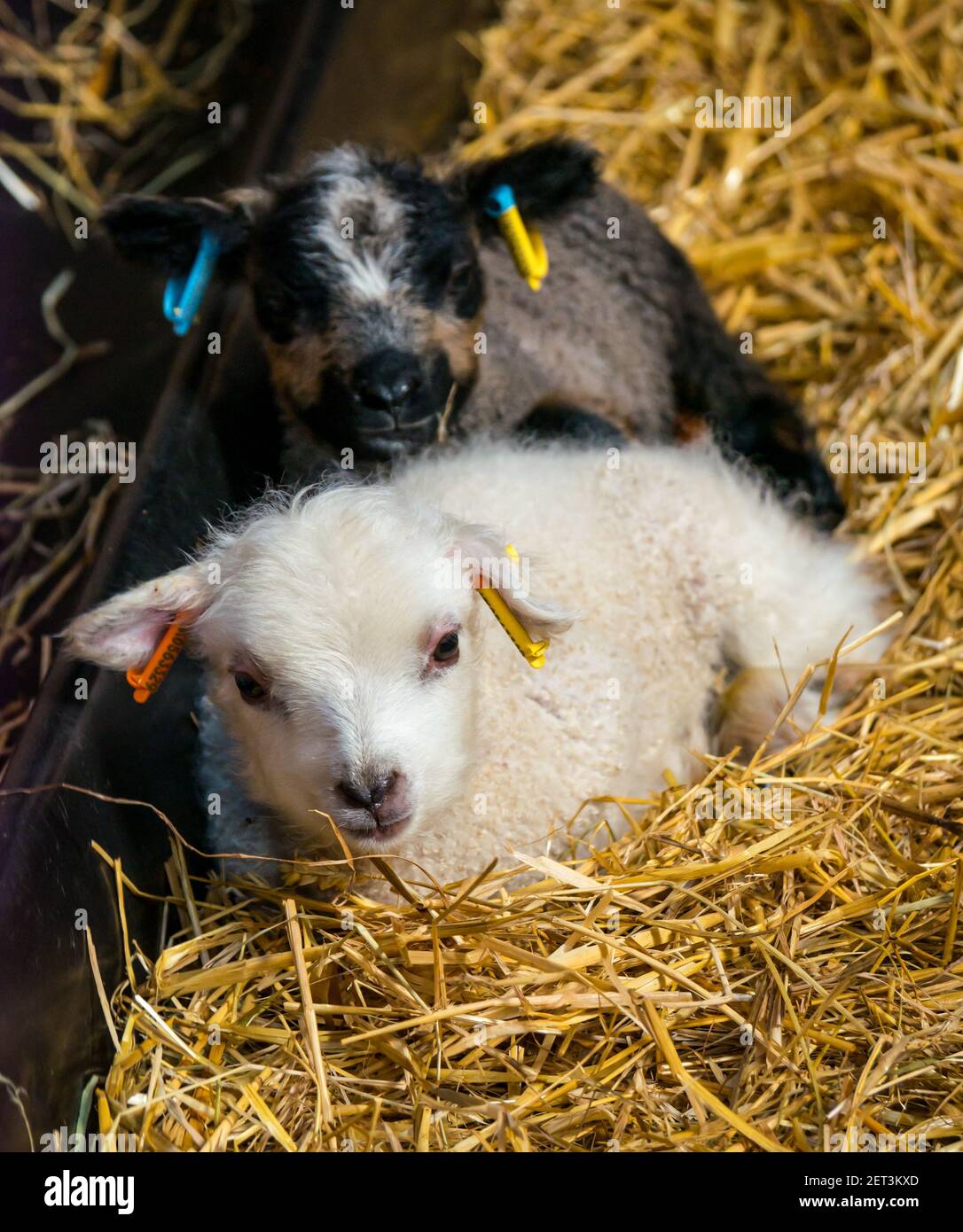 Lindo recién nacido ovejas Shetland cordero gemelos, uno a Katmoget, en paja en el granero, Escocia, Reino Unido Foto de stock