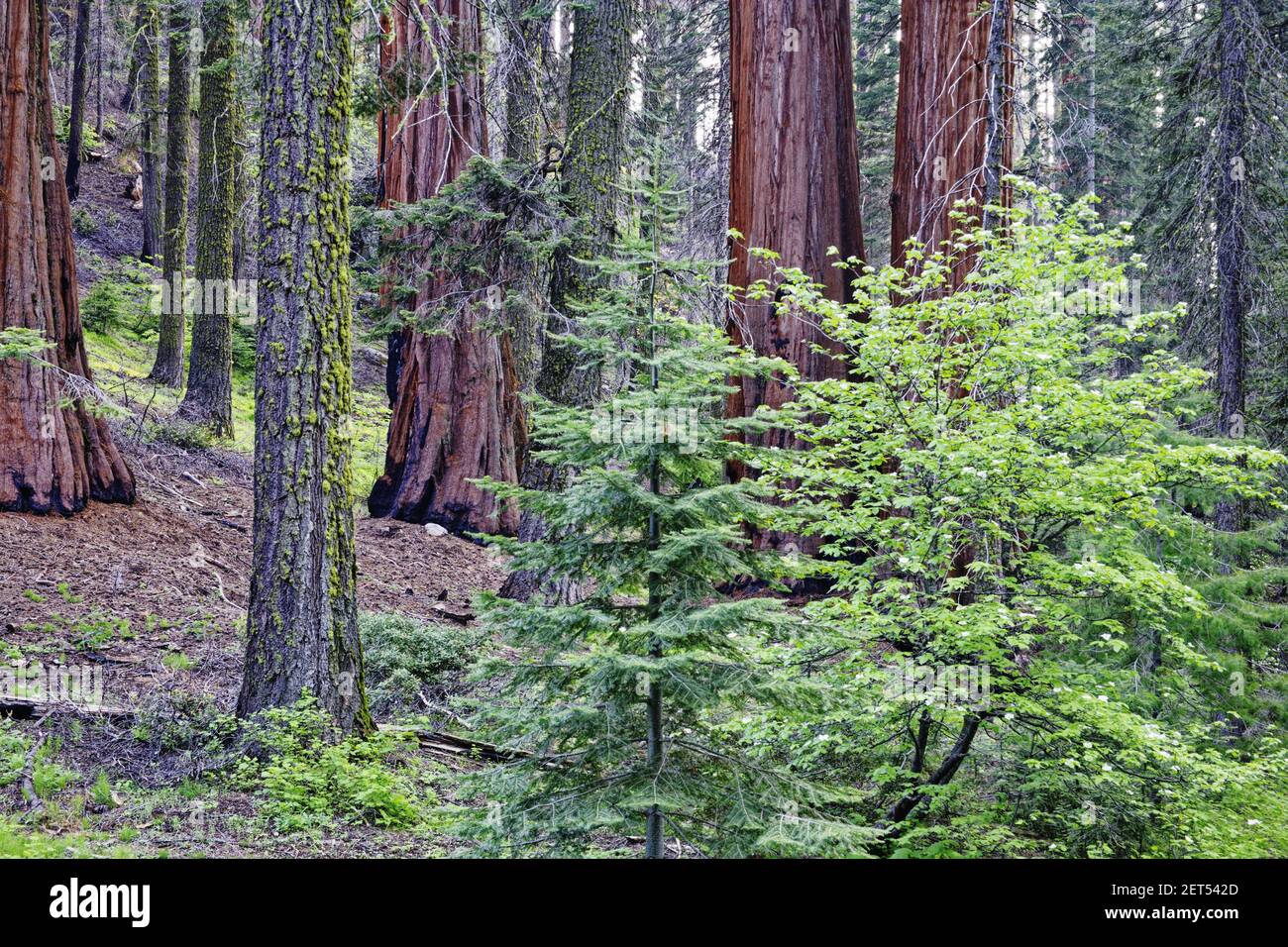 Secoya gigante y Dogwood(Sequoiadendron giganteum) Secoya NP California, USA LA000645 Foto de stock
