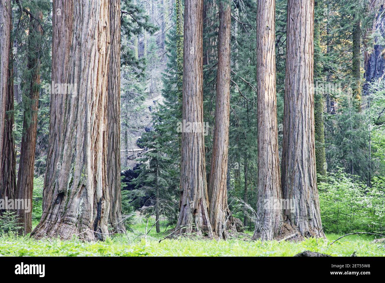 Secoya gigante (Secoiadendron giganteum) Secoya NP California, EE.UU. LA000651 Foto de stock