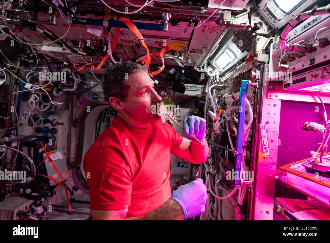 El astronauta de la NASA Michael Hopkins experimenta con lechuga romana en condiciones de microgravedad, ISS, 28 de enero de 2021, por NASA/DPA Foto de stock