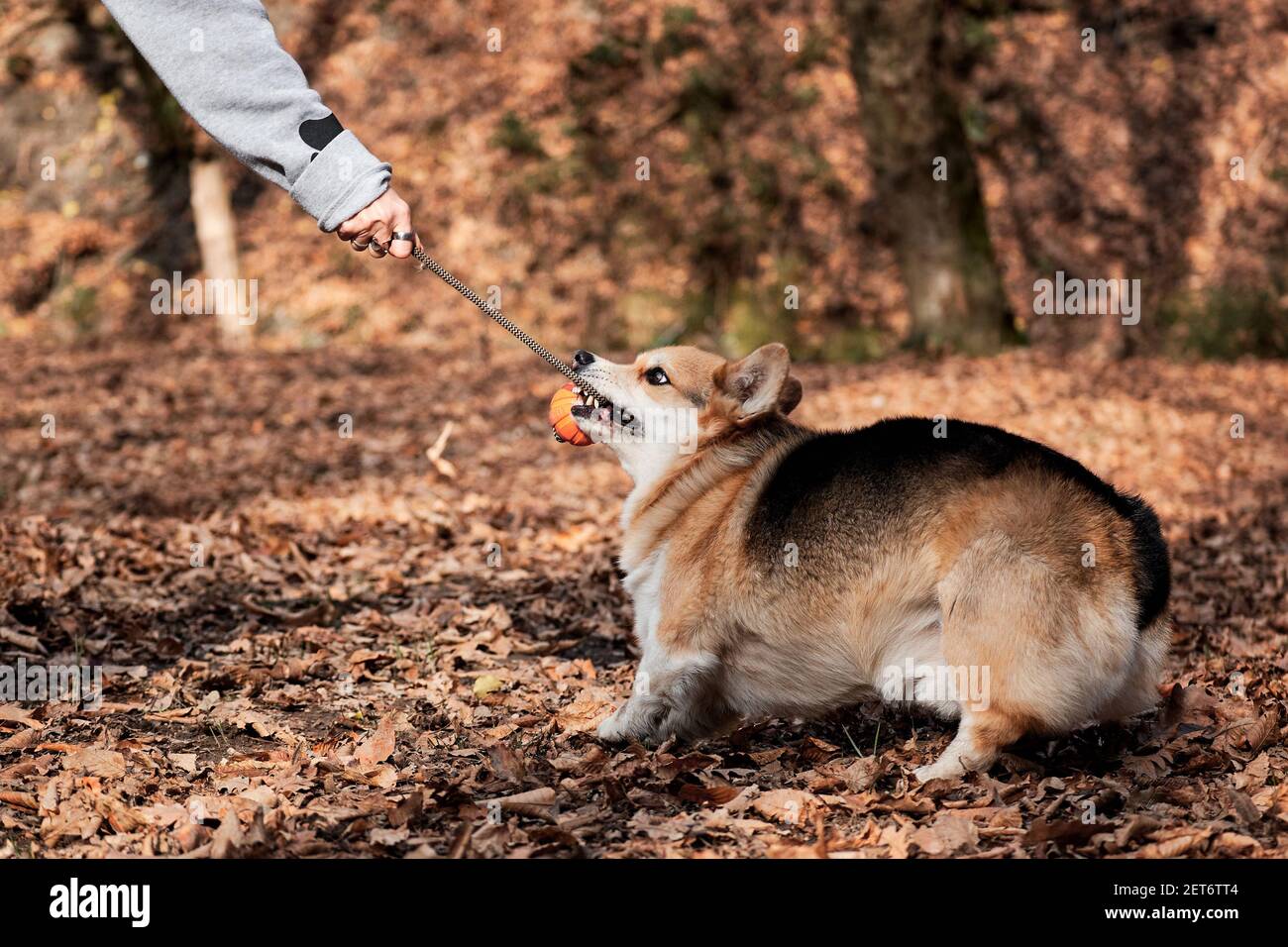 Corgi galés Pembroke bolas de guijarros en manos de humanos y sonrisas. El encantador corgi tricolor juega pelota en cuerda con su dueño. Perro pastor británico. Foto de stock