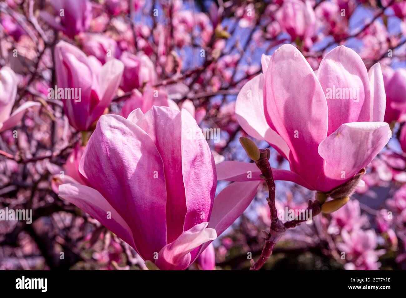 Magnolia flores de árboles de flores rosas grandes, flores de primer plano,  al aire libre. Foto de alta calidad Fotografía de stock - Alamy
