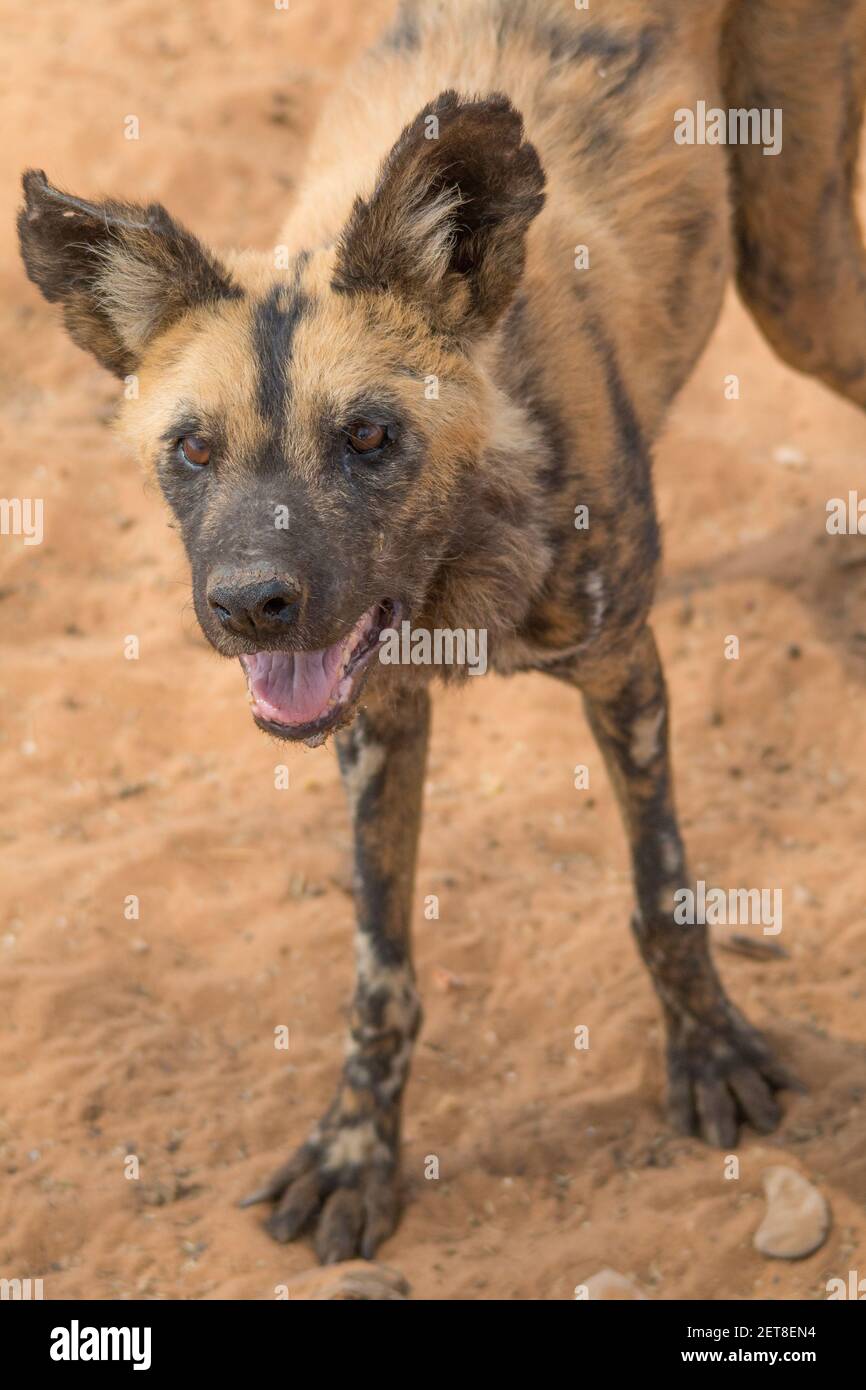 Cerca de perros salvajes africanos en el desierto seco de kalahari en  Namibia, África Fotografía de stock - Alamy