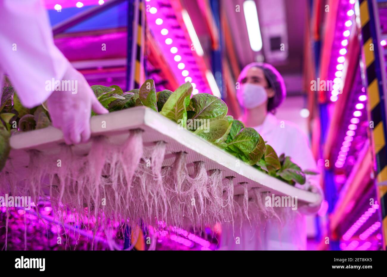 Trabajadores con máscara facial en granja aquapónica, negocios sostenibles y coronavirus. Foto de stock