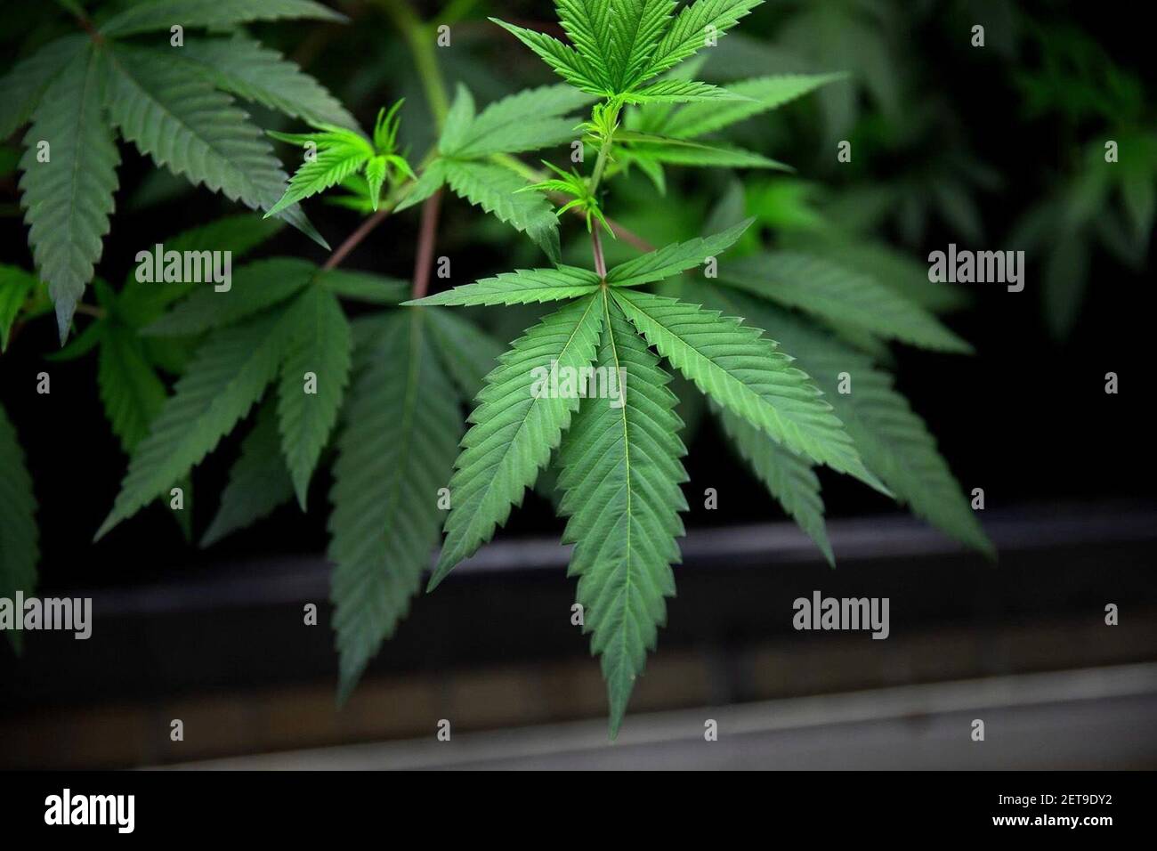 Plantas de marihuana que crecen bajo control en Cresco Labs, un sitio para el control de marihuana medicinal en Joliet, Illinois, el 8 de agosto de 2018. (Erin Hooley/Chicago Tribune/TNS) Foto de stock