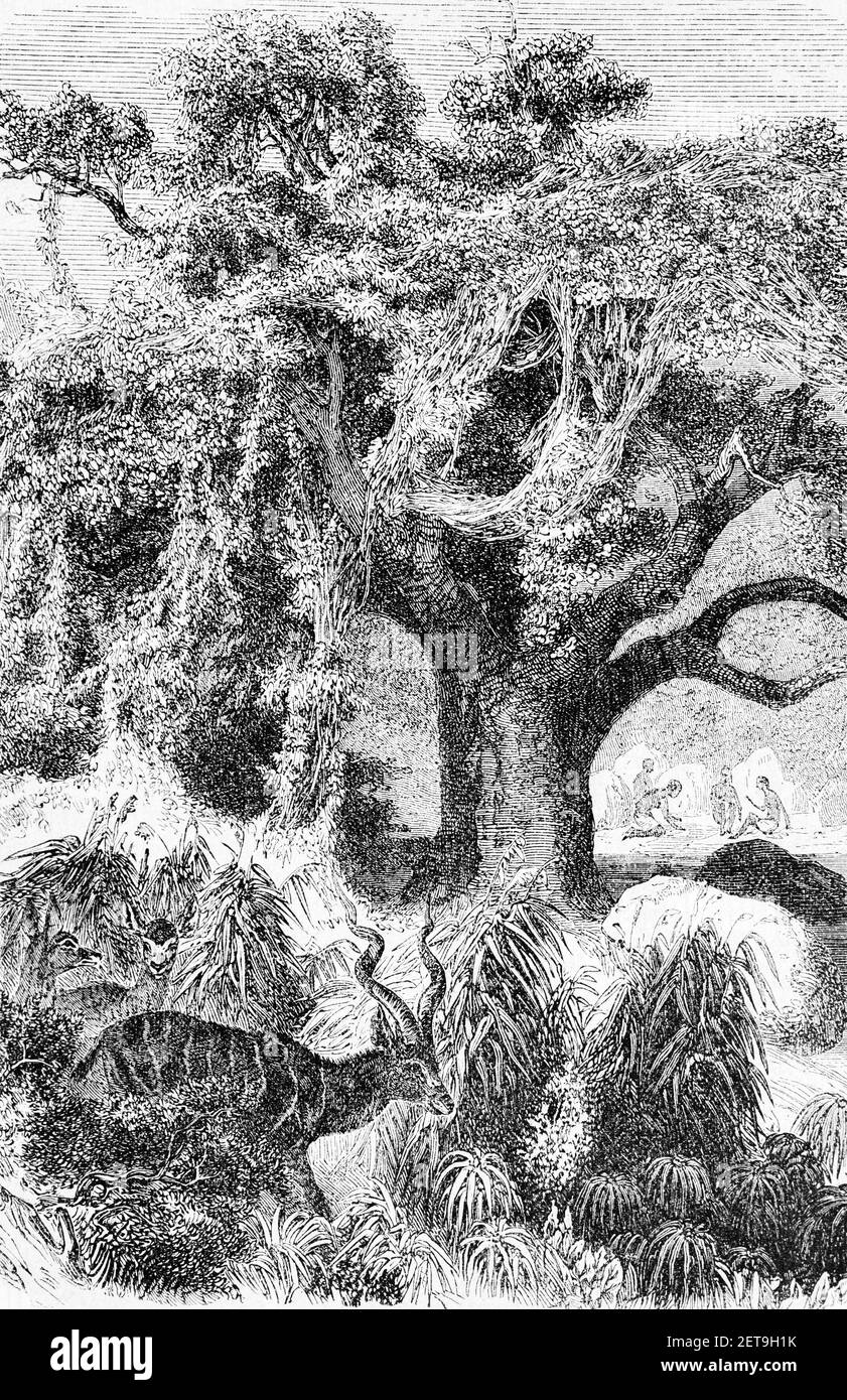Árbol de Baobab con plantas trepadoras y un antílope, Abyssina, Etiopía, África Oriental, Dr. Richard Andree, Abessinien, Land und Volk, Leipzig 1869 Foto de stock