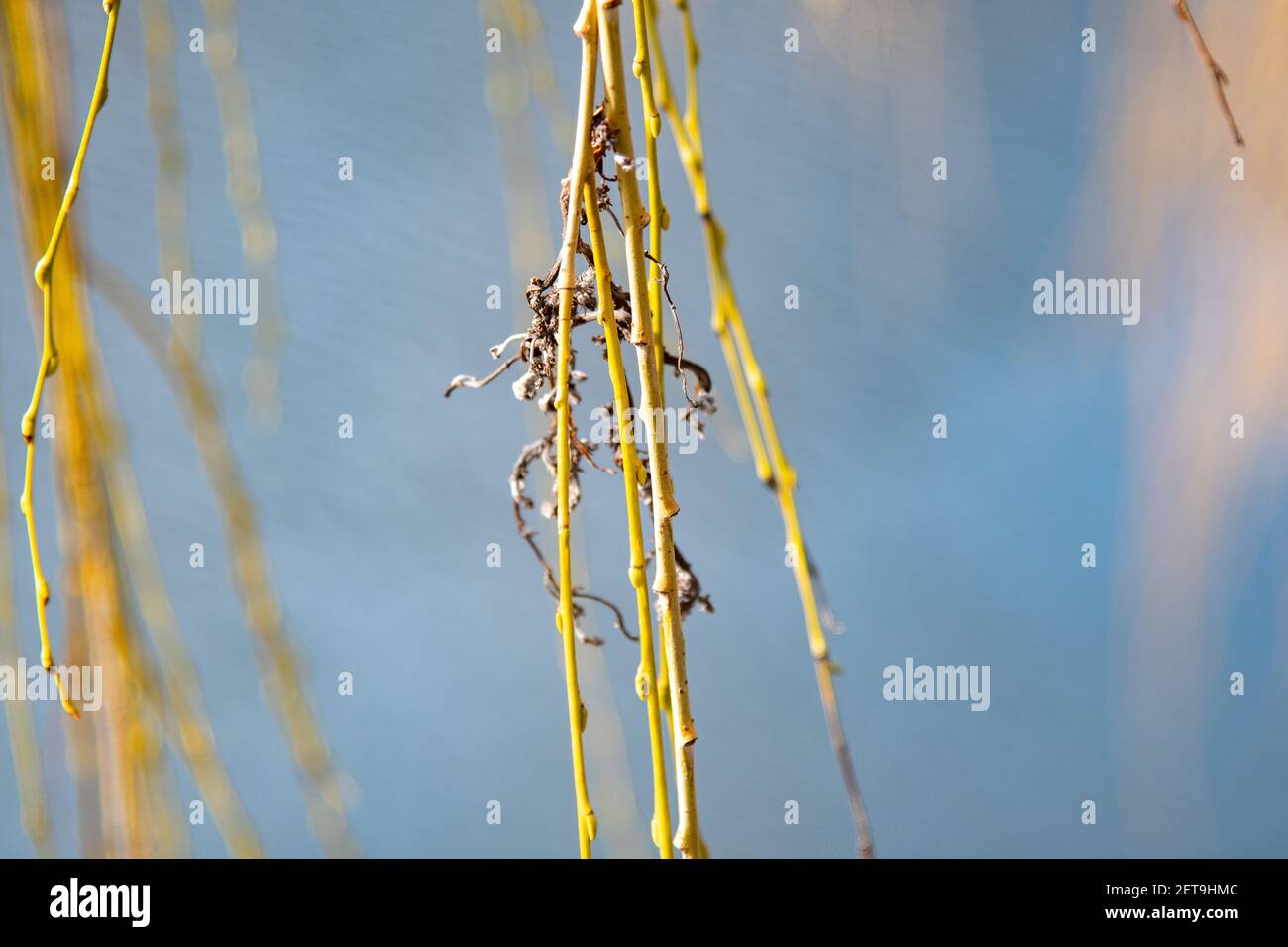 Río sauce llorón fotografías e imágenes de alta resolución Alamy