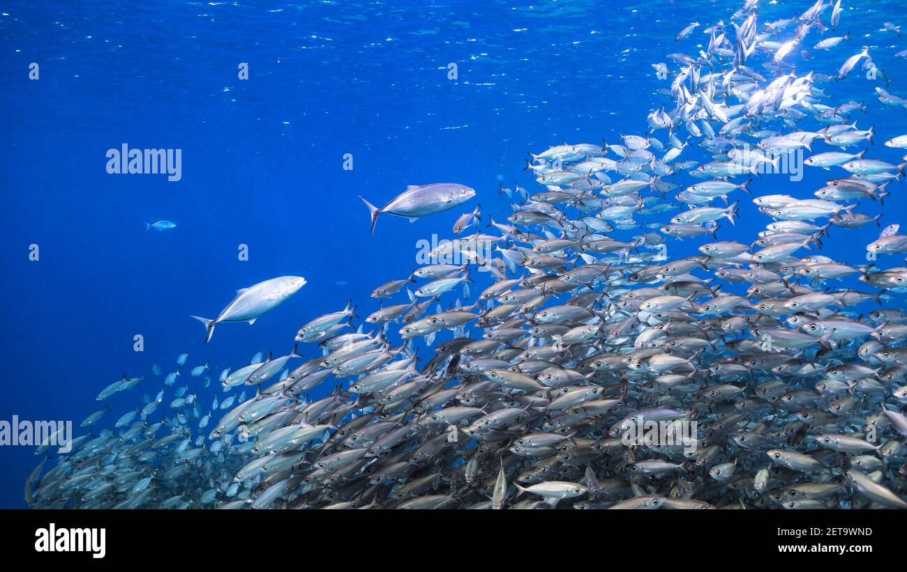 Cazando Blue Runner en cebo bola, escuela de peces en aguas turquesas de arrecife de coral en el Mar Caribe, Curacao Foto de stock