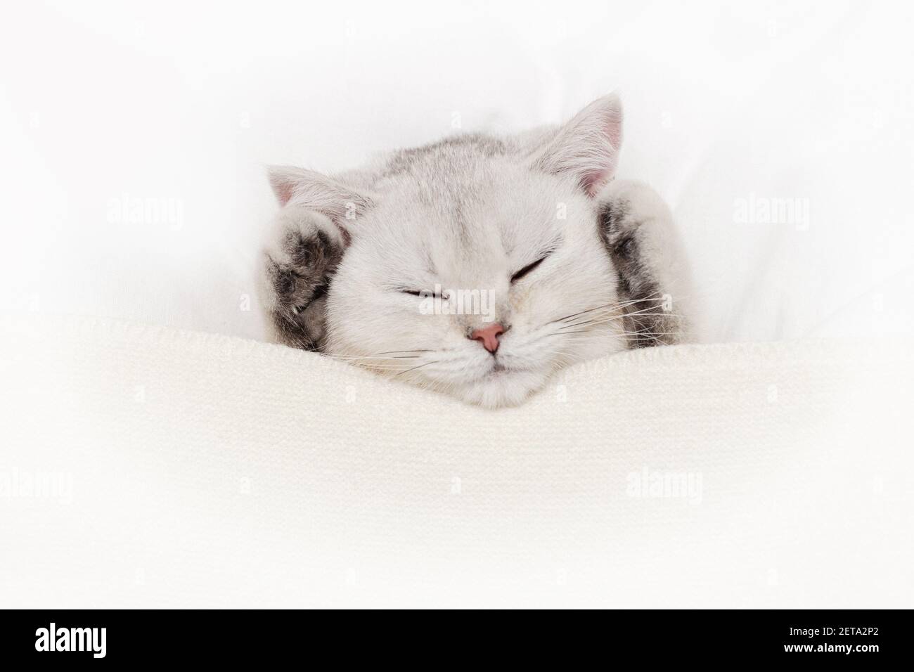 Un lindo gatito blanco duerme sobre un blanco cama Foto de stock