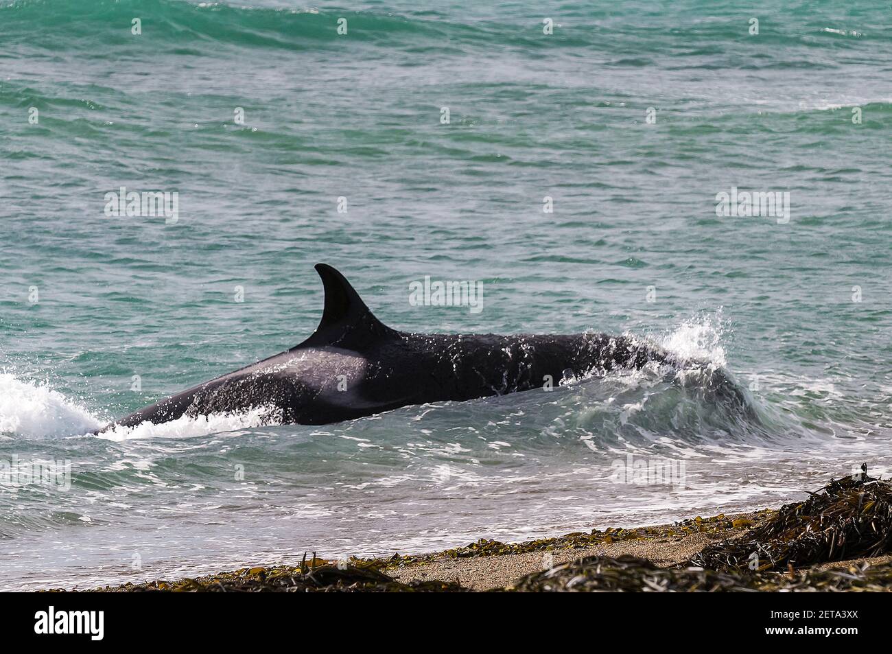 Orcas cazando leones marinos, península Valdes, Chubut, Patagonia,  Argentina Fotografía de stock - Alamy