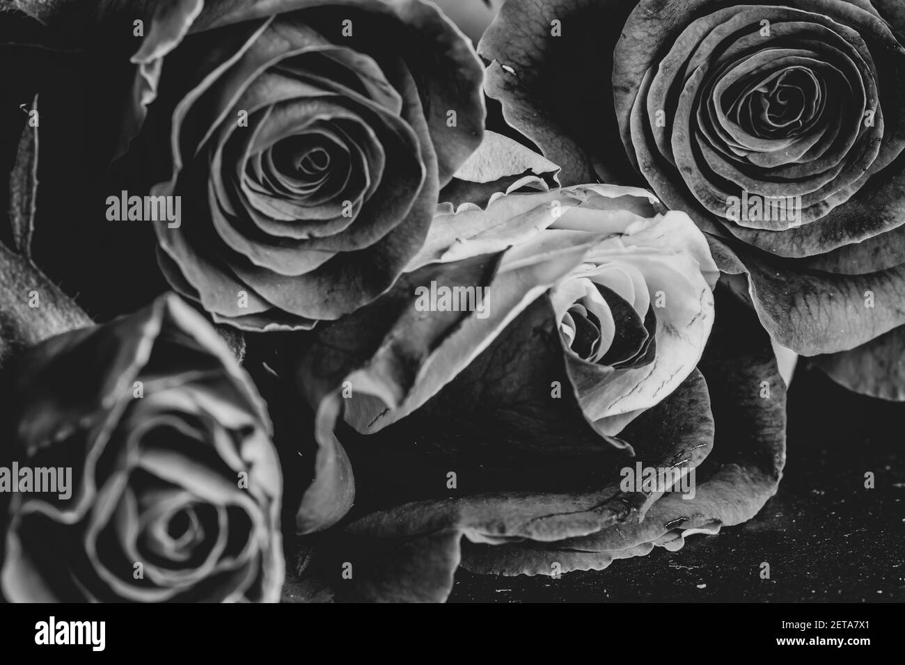 Rosas en escala de grises fotografías e imágenes de alta resolución - Alamy