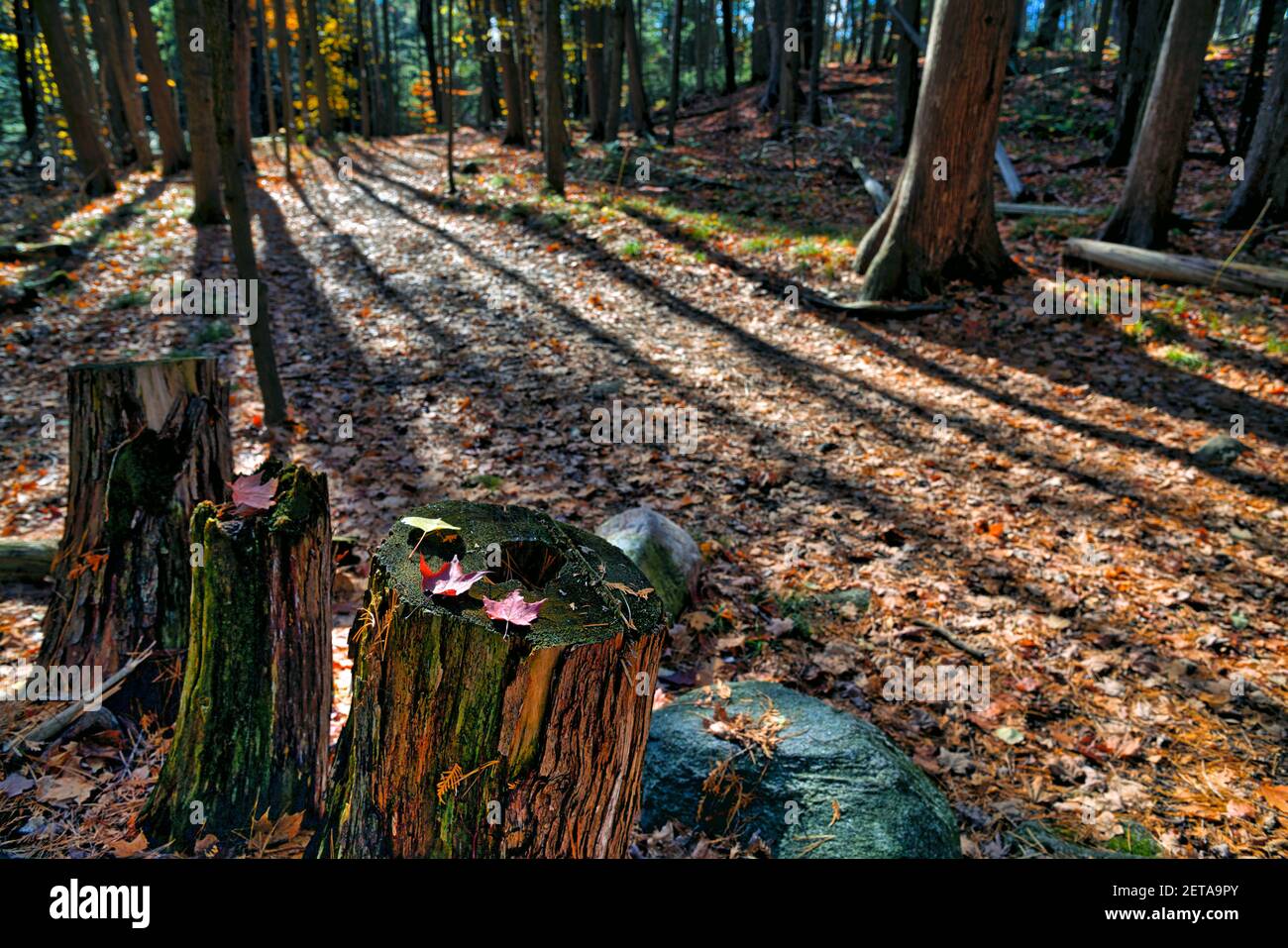 Primer plano de las hojas de arce en la parte superior del tronco del árbol con luz y sombra en el bosque de otoño. Foto de stock