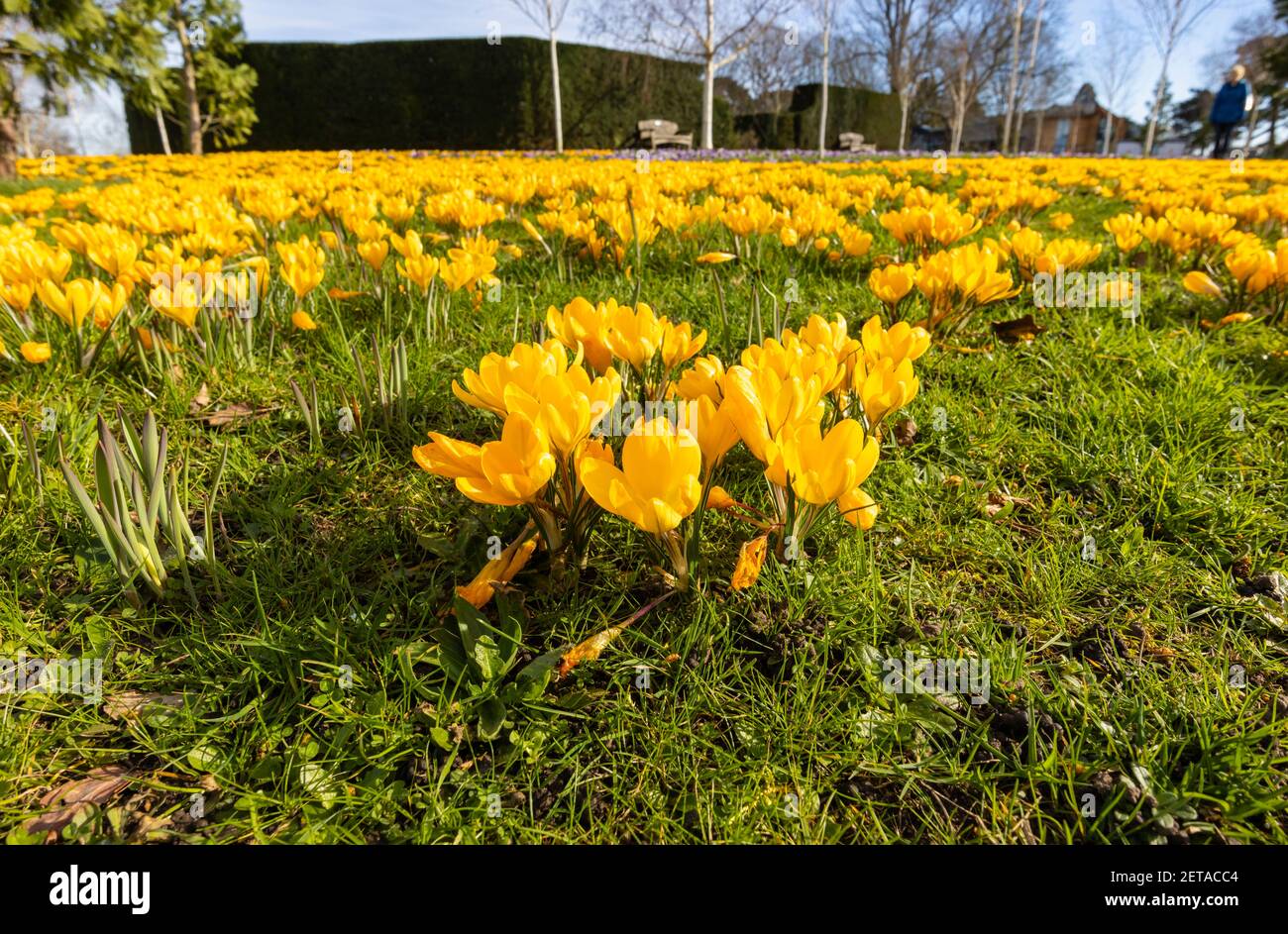 Crocus amarillo x luteus 'amarillo dorado' crocuses en flor en masa en un día soleado en RHS Garden, Wisley, Surrey, sureste de Inglaterra en invierno Foto de stock