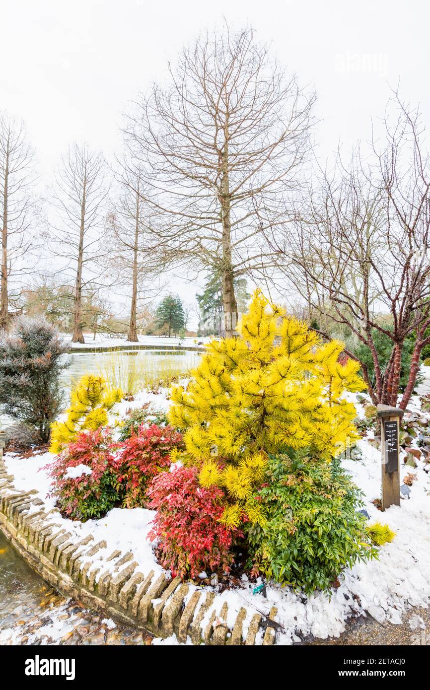 Arbusto rojo Nandina domestica obsesionado ('eika') y conífera amarilla Pinus contorta 'Jefe José' junto al lago en el Jardín de RHS, Wisley, en la nieve de invierno Foto de stock