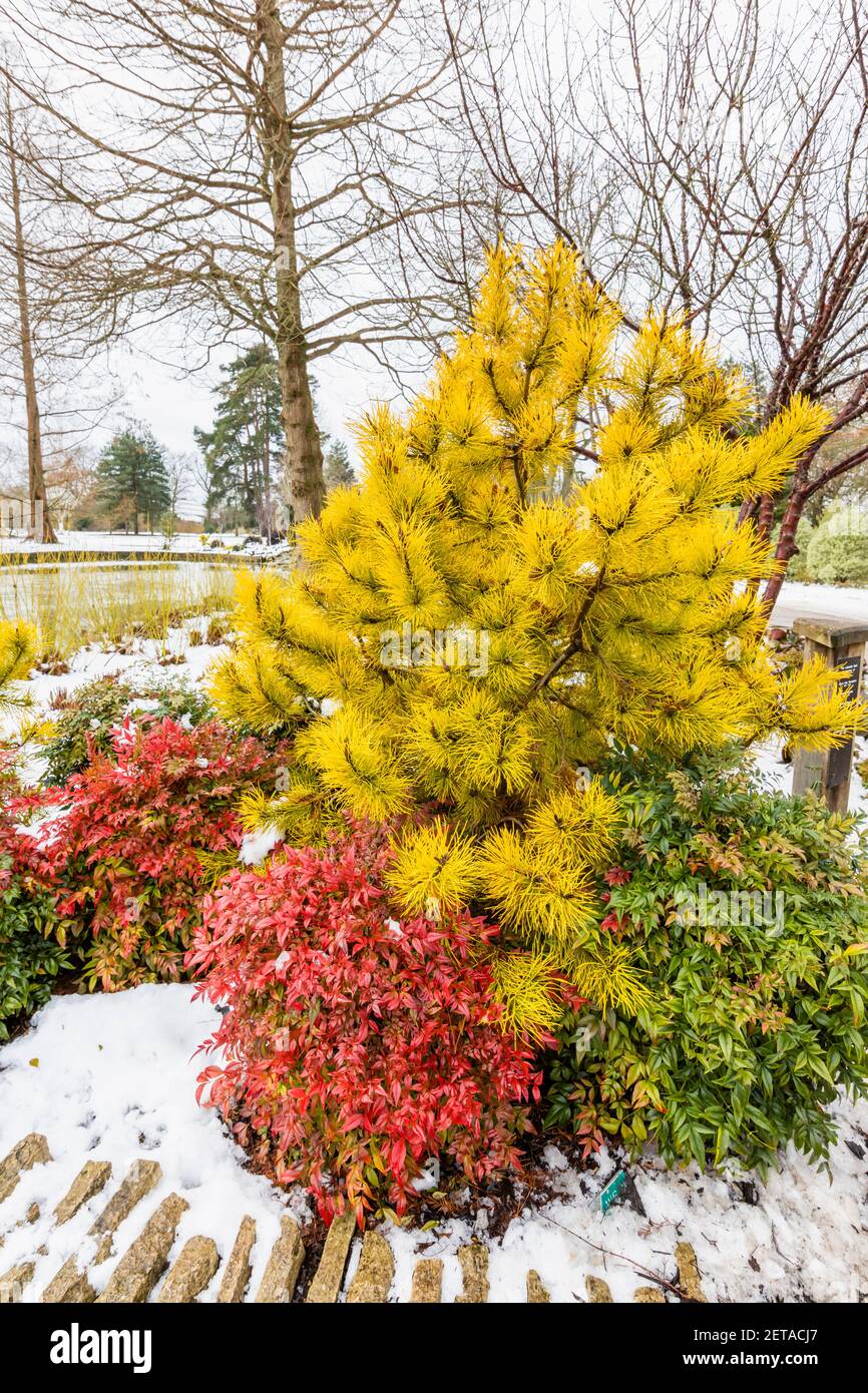 Arbusto rojo Nandina domestica obsesionado ('eika') y conífera amarilla Pinus contorta 'Jefe José' junto al lago en el Jardín de RHS, Wisley, en la nieve de invierno Foto de stock