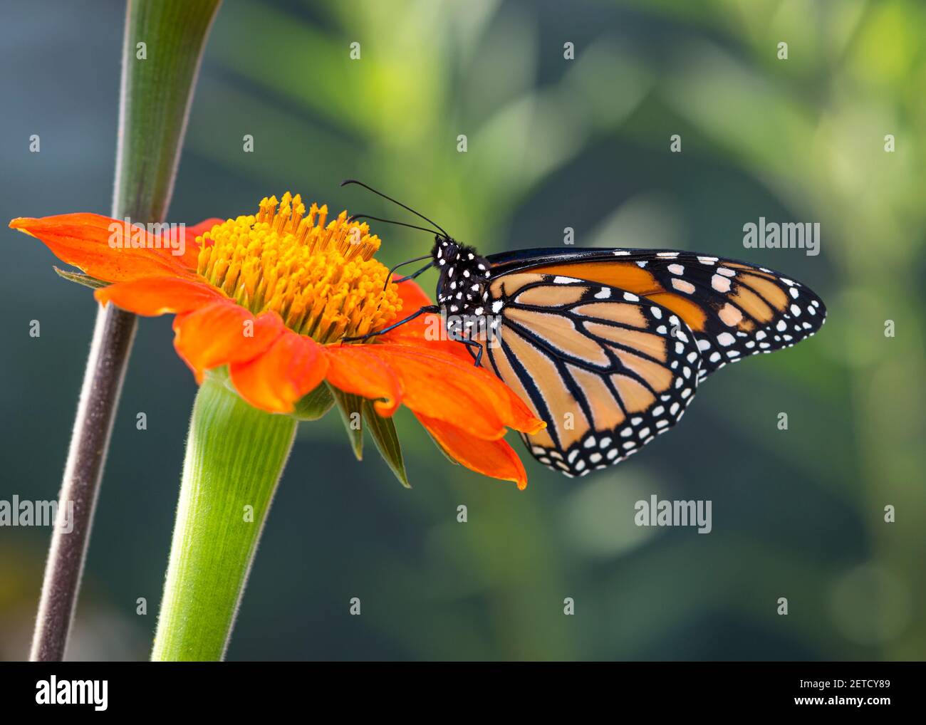 Vista lateral de una mariposa monarca / danaus plexippus alimentándose
