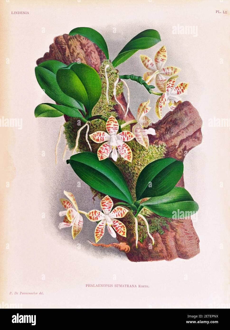 Phalaenopsis sumatrana Lindenia V2 pl LLII (1886). Foto de stock