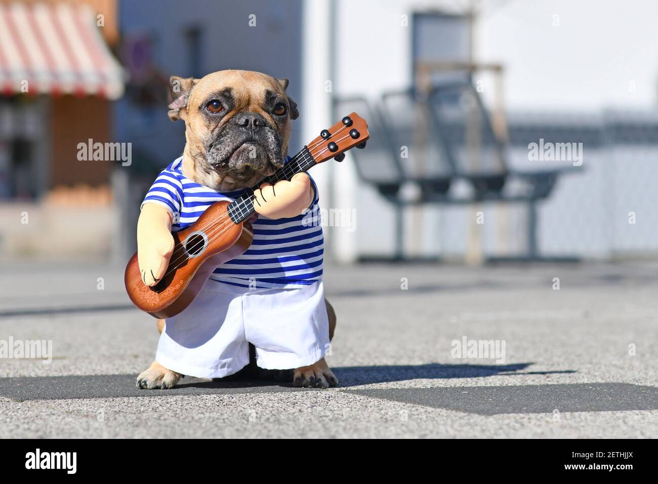 Perro Bulldog francés vestido con traje de músico de perfumería callejera  llevar camisa a rayas y brazos falsos sosteniendo una guitarra de juguete  de pie en la calle de la ciudad o