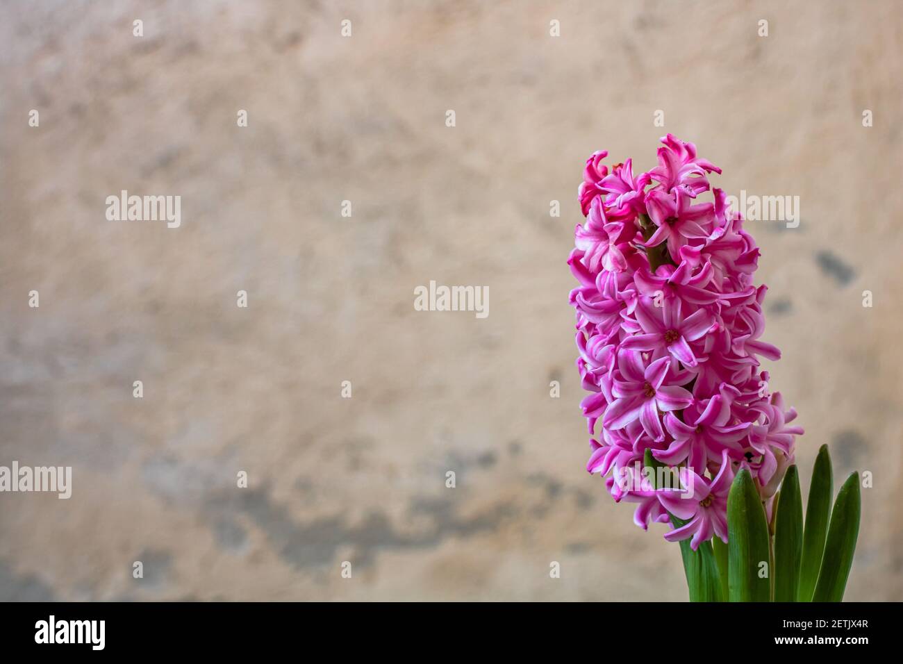 Jacinto rosa flor delicada en una olla al aire libre Fotografía de stock -  Alamy