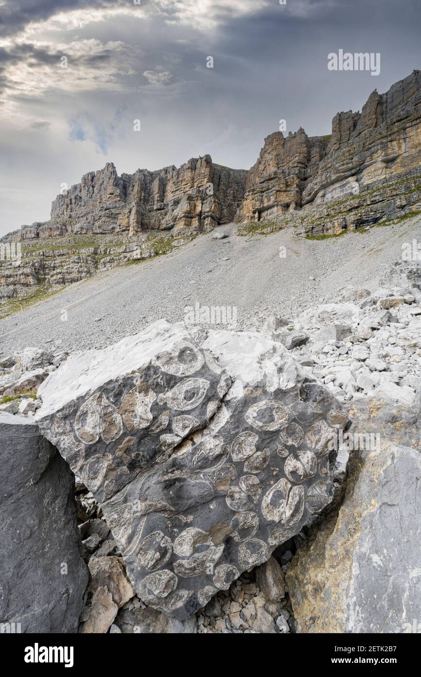 Fósiles marinos prehistóricos sobre rocas, Orti della Regina, Dolomitas de Brenta, Madonna di Campiglio, Trentino-Alto Adige, Italia Foto de stock