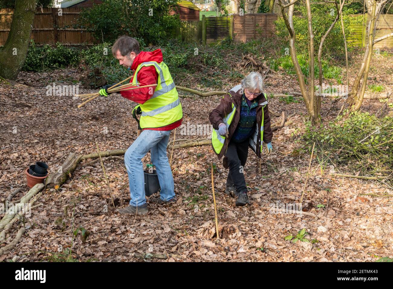 Voluntarios plantando árboles en un área de bosque cerca de casas, Surrey, Inglaterra, Reino Unido Foto de stock