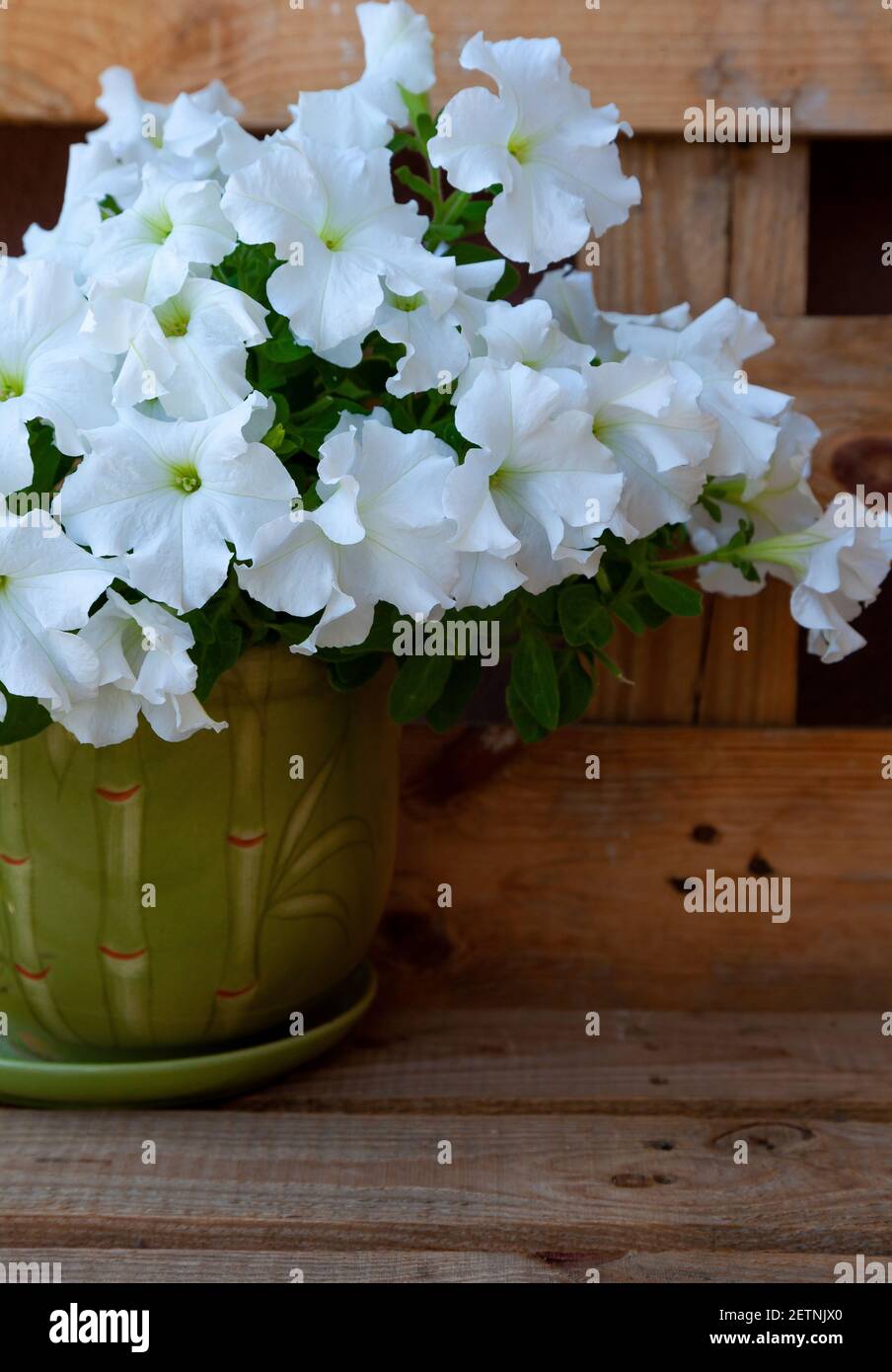 Flores blancas de petunia. Petunias en una maceta sobre fondo de madera.  Muchos brotes de infusión. Flores de balcón de verano Fotografía de stock -  Alamy