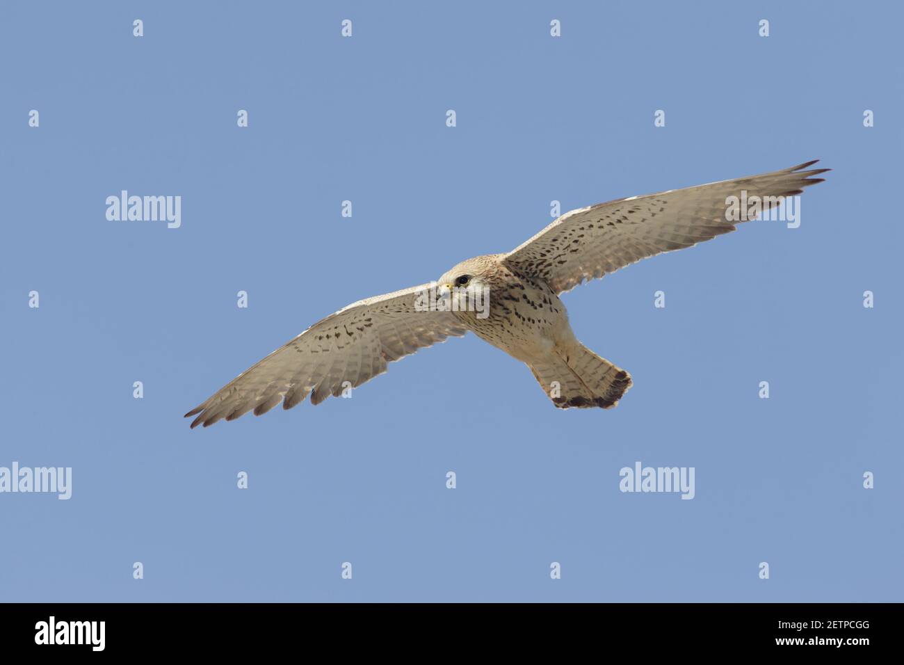 Kestrel menor - Mujer en vuelo Falco naumanni Extremadura, España BI009436 Foto de stock