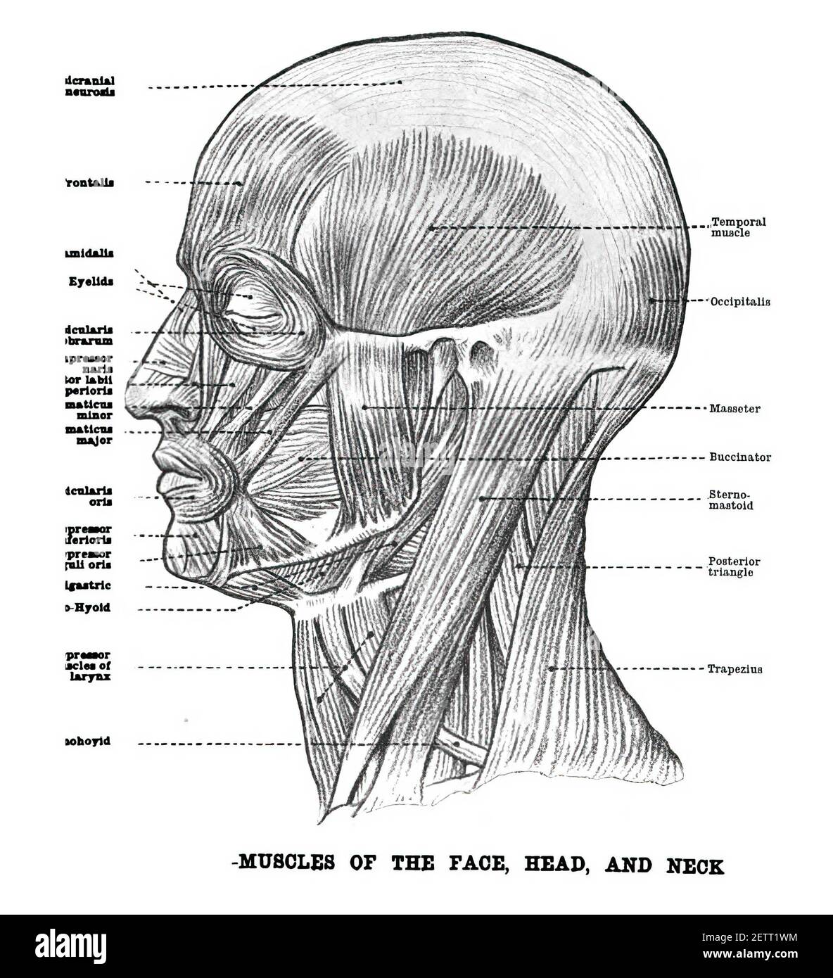 строение черепа человека анатомия мышцы. артерии черепа анатомия. рисунок внутреннее строение головы и шеи человека. мышцы головы и шеи вид сбоку. сагиттальный распил головы анатомия.